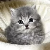 ブリティッシュショートヘア