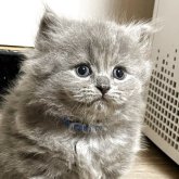 ブリティッシュショートヘア