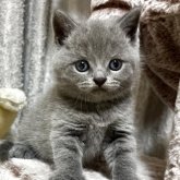 ブリティッシュショートヘア