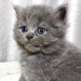 ブリティッシュショートヘア