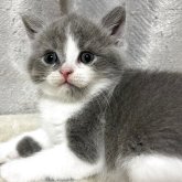 ブリティッシュショートヘア