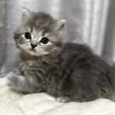 ブリティッシュショートヘア