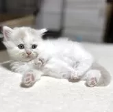 マンチカン(長足)【奈良県・男の子・2025年8月19日・クリームホワイト】の写真6