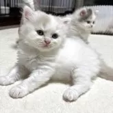 マンチカン(長足)【奈良県・男の子・2025年8月19日・クリームホワイト】の写真7