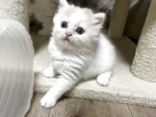 マンチカン(長足)【奈良県・男の子・2025年8月19日・クリームホワイト】の写真10