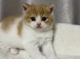 スコティッシュフォールド(立ち耳)【奈良県・男の子・2025年2月12日・レッドタビーホワイト】の写真8