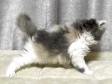 マンチカン(長足)【奈良県・女の子・2025年8月19日・ダイリュートキャリコ】の写真6