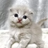 スコティッシュフォールド(折れ耳)【奈良県・男の子・2025年7月24日・クリーム】の写真11