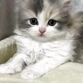 マンチカン(長足)【奈良県・女の子・2025年8月19日・ダイリュートキャリコ】の写真5