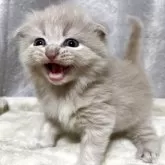 スコティッシュフォールド(折れ耳)【奈良県・男の子・2025年7月24日・クリーム】の写真12