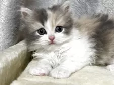 マンチカン(長足)【奈良県・女の子・2025年8月19日・ダイリュートキャリコ】の写真7