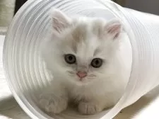 マンチカン(長足)【奈良県・男の子・2025年8月19日・クリームホワイト】の写真8