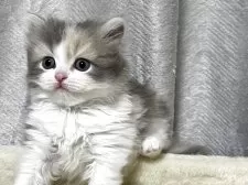 マンチカン(長足)【奈良県・女の子・2025年8月19日・ダイリュートキャリコ】の写真8