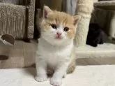 スコティッシュフォールド(立ち耳)【奈良県・男の子・2025年2月12日・レッドタビーホワイト】の写真11