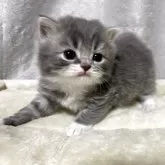 ブリティッシュショートヘア【奈良県・男の子・2025年7月24日・ブルータビーホワイト】の写真10