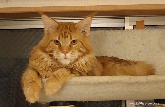 チャールズです！2022年12月29日に、初孫ニャンが生まれたよ！みんな元気で良い子に育ってます。｜後藤　ひとみ(ごとう　ひとみ)ブリーダー(神奈川県・メインクーン・CFA/TICA登録)の紹介写真3