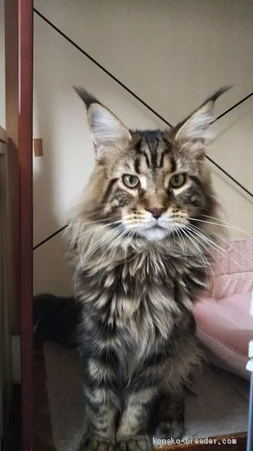 ID:1906-01244の子猫
