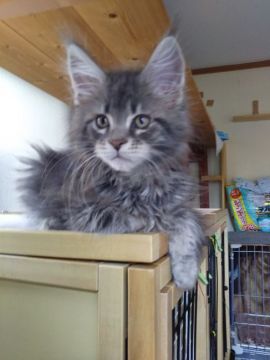 メインクーン【神奈川県・男の子・2019年3月25日・ブルークラシックタビー】の写真「大柄で男の子らしい顔つきです。尻尾がとても長いです」