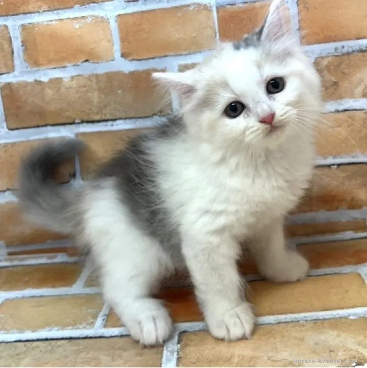 ID：2308-00600の子猫