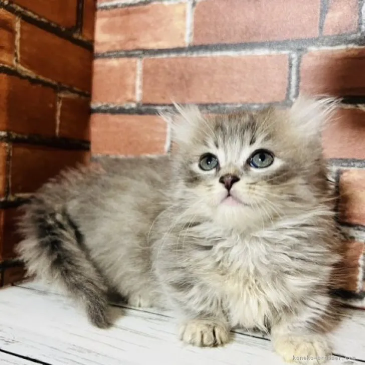 ID:2310-02884の子猫