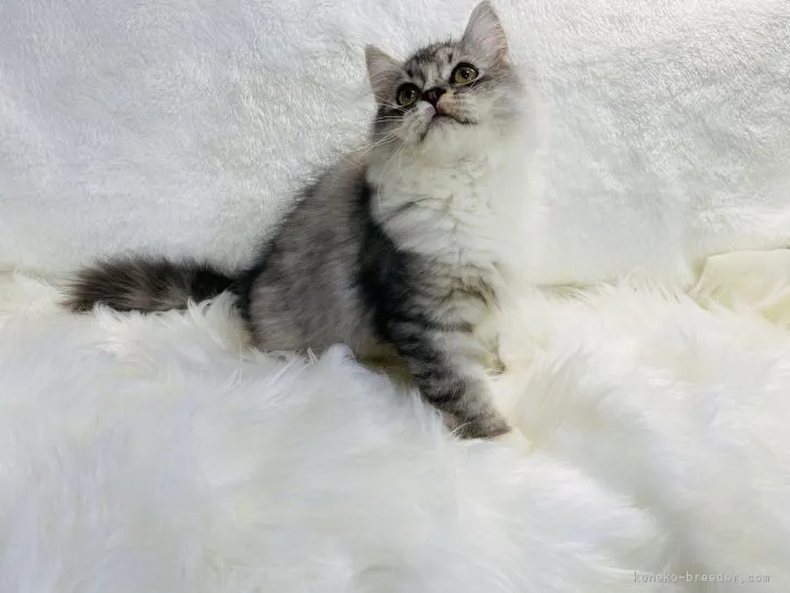 ID:2109-00164の子猫