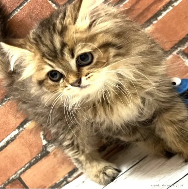 ID：2305-02056の子猫