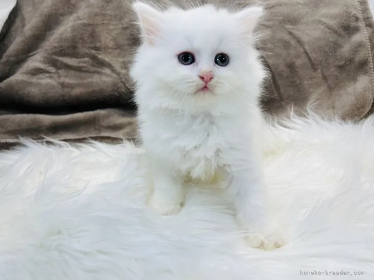 ID：2204-01031の子猫