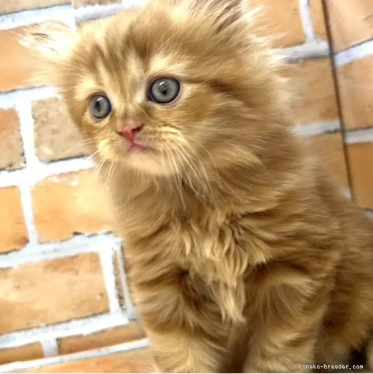 ID:2308-02135の子猫