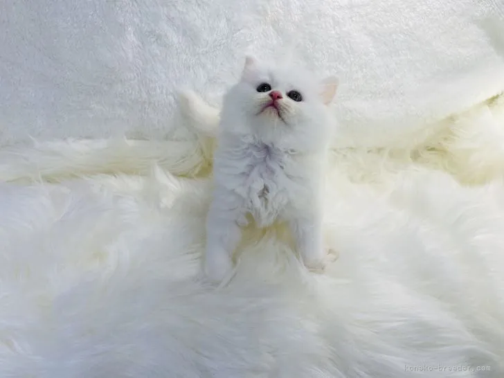 ID:2111-01147の子猫