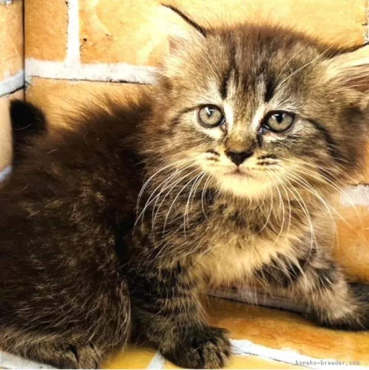 ID：2308-00633の子猫