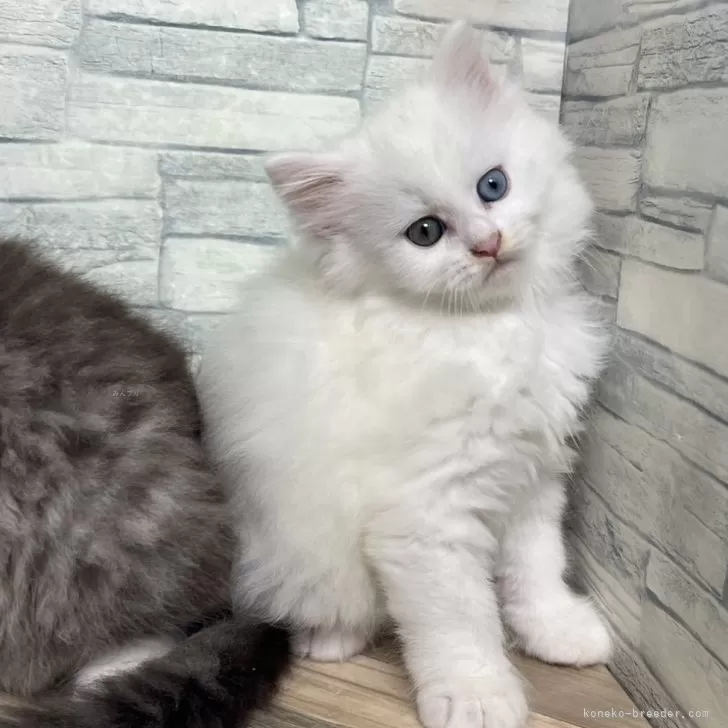 ID:2407-02417の子猫