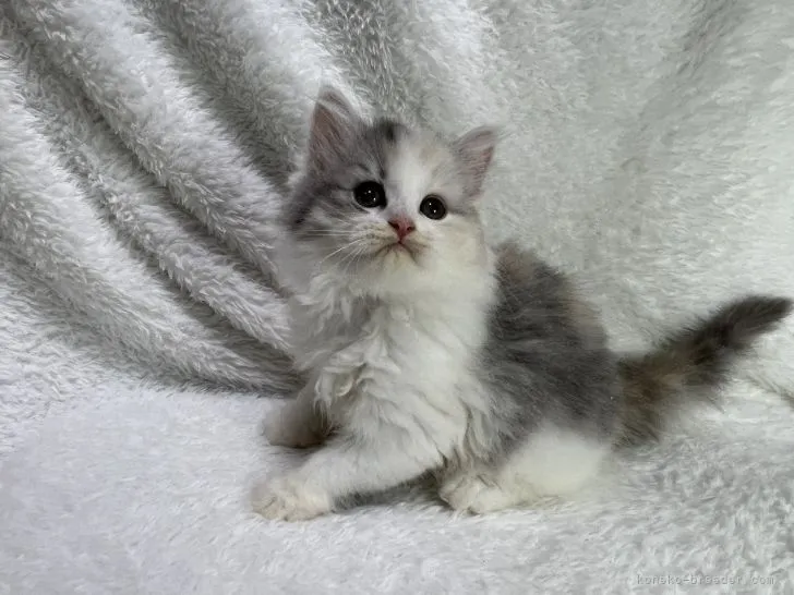 ID：2205-01587の子猫