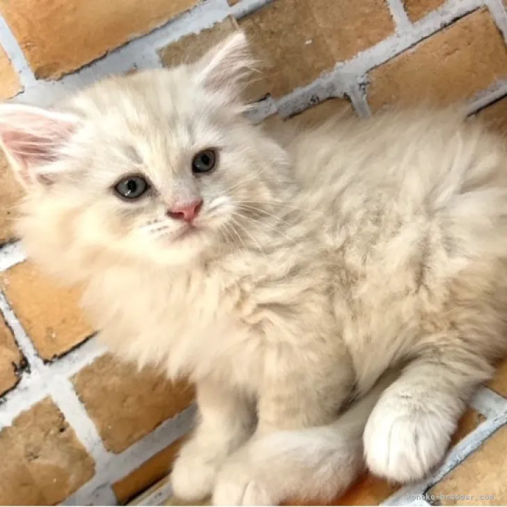 ID：2308-02222の子猫