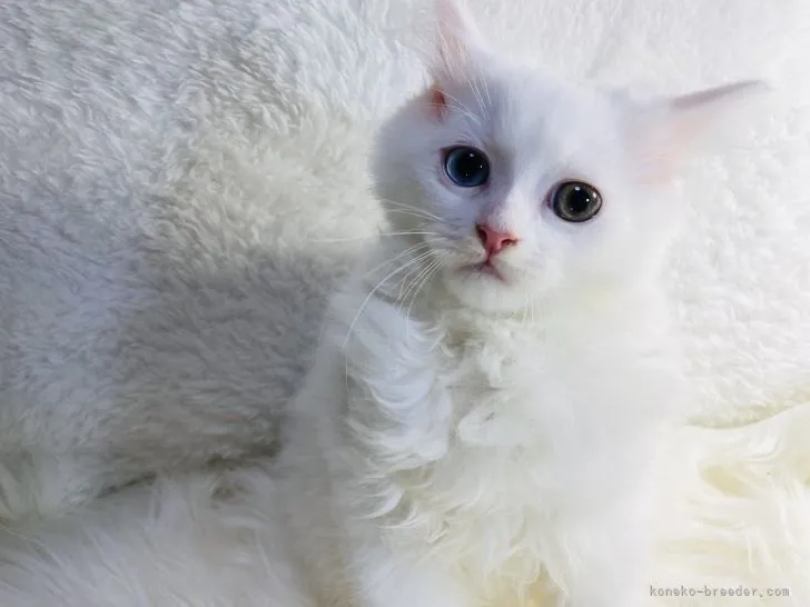 ID：2112-00509の子猫