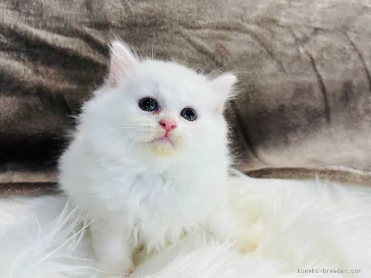 ID：2204-00944の子猫