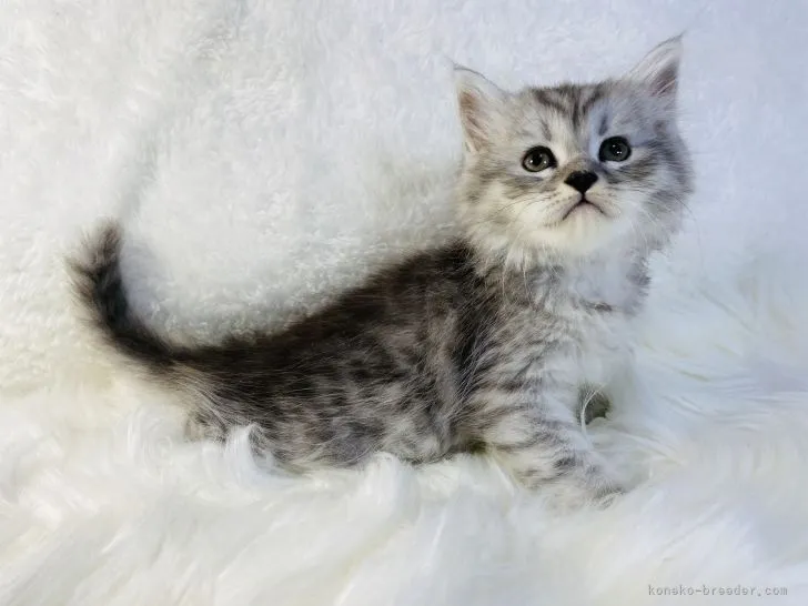 ID：2112-01441の子猫