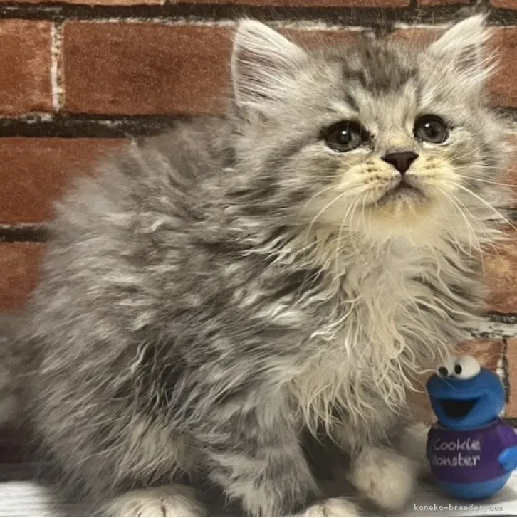 ID：2305-02055の子猫