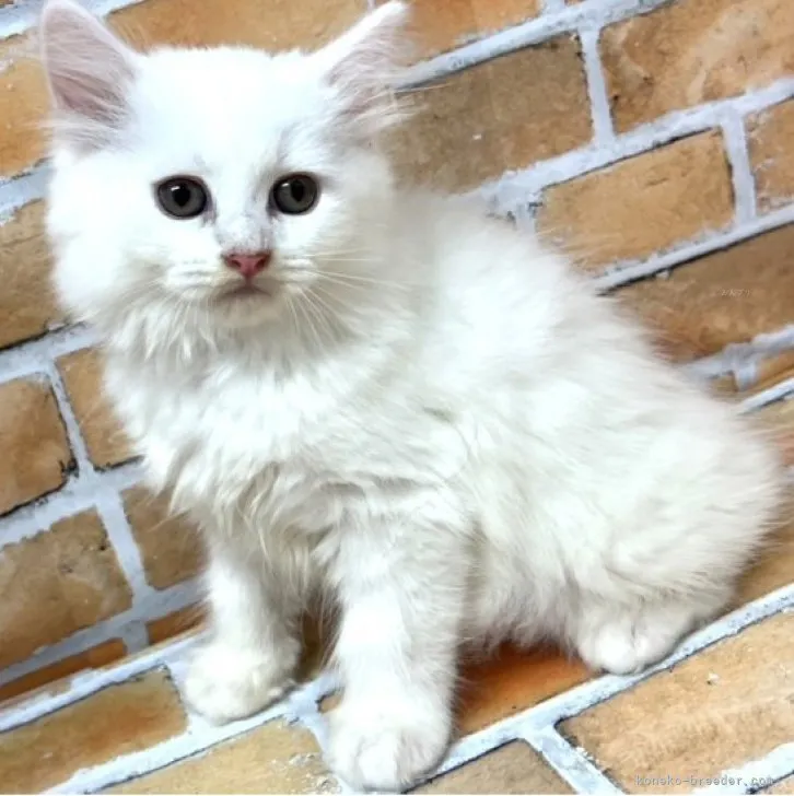 ID:2309-03073の子猫