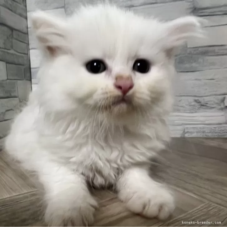 ID：2406-01175の子猫