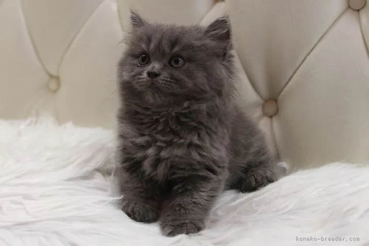 ID：2109-00158の子猫