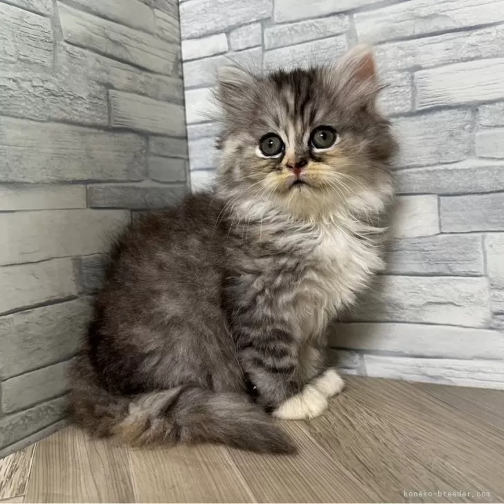 ID：2406-01206の子猫