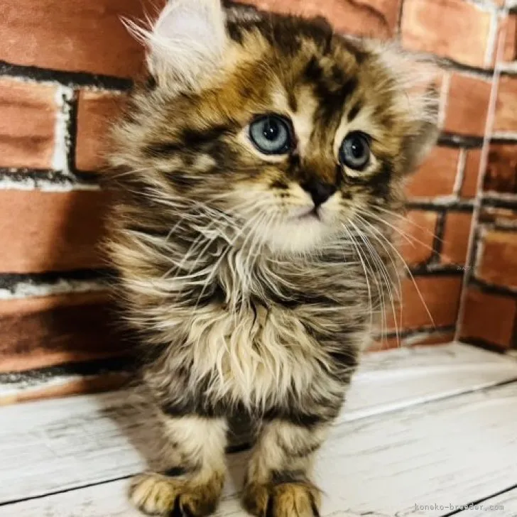 ID：2310-02878の子猫