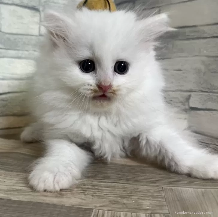 ID:2406-01176の子猫