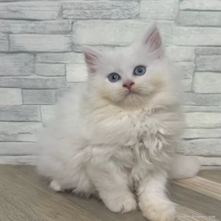 ID：2409-02454の子猫