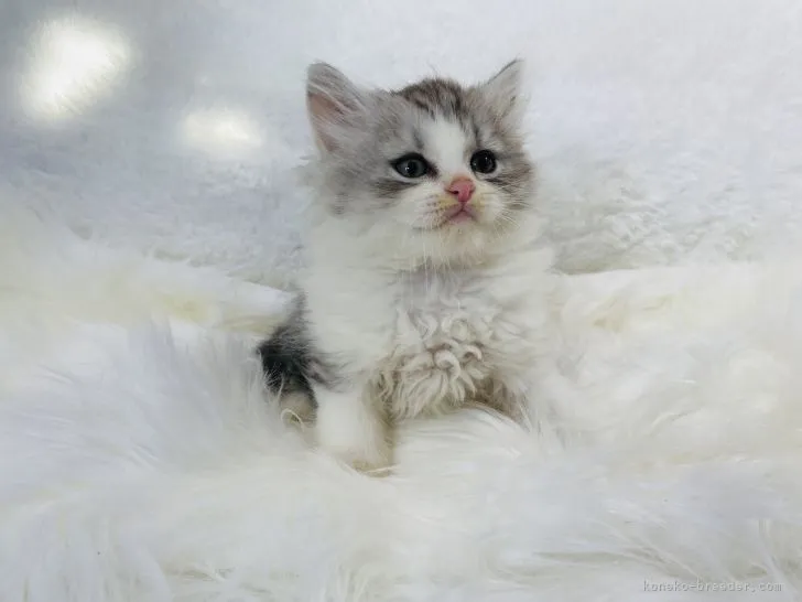 ID：2111-01930の子猫