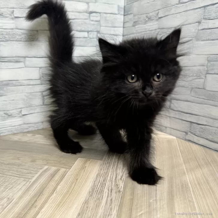 ID：2408-01704の子猫