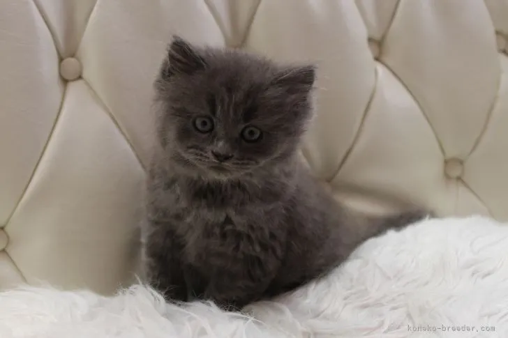 ID：2109-00161の子猫