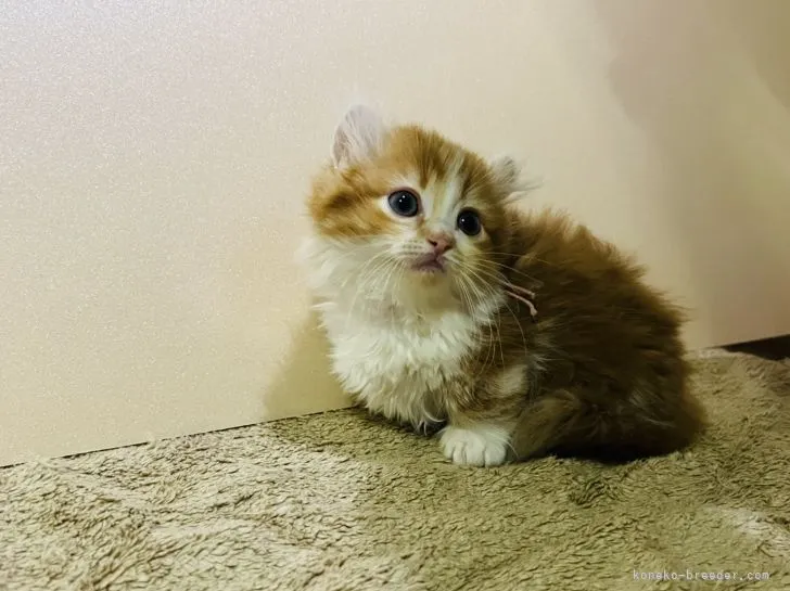 ID：2202-01936の子猫