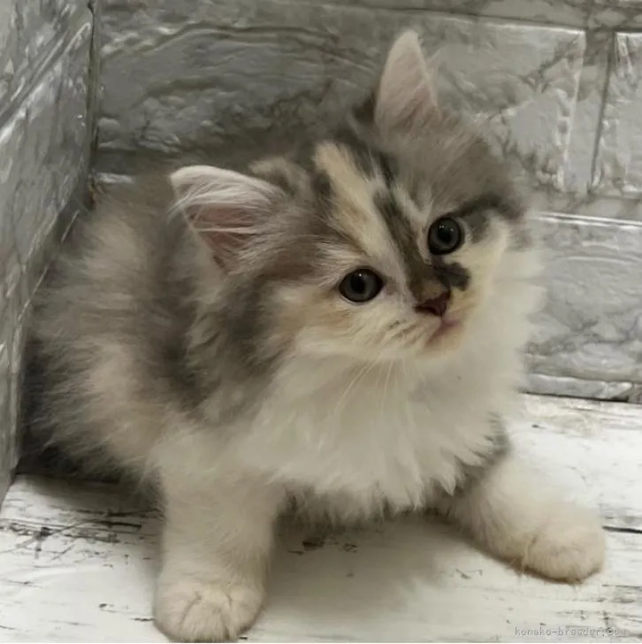 ID：2210-02351の子猫