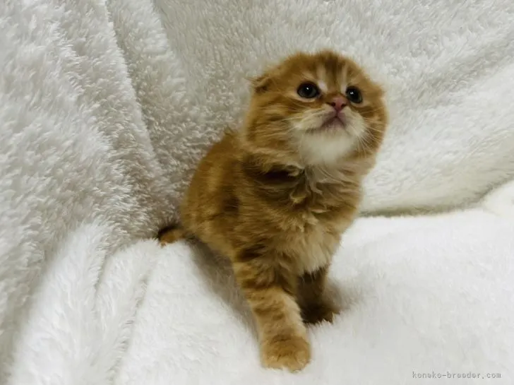 ID：2205-01582の子猫